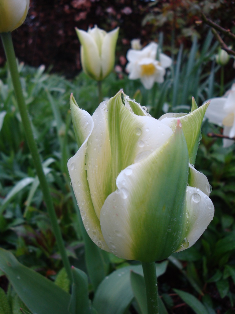 tulip spring green