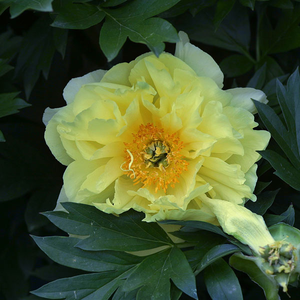 'Bartzella' is a popular intersectional peony.