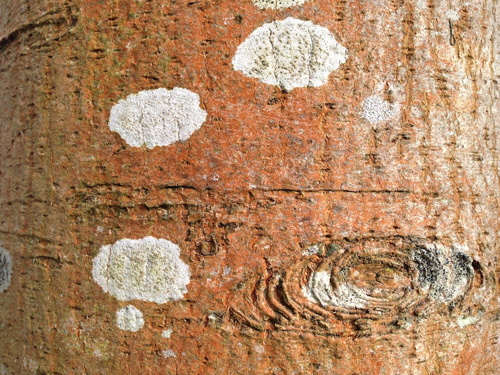 Lichen on the bark of a youngish tree