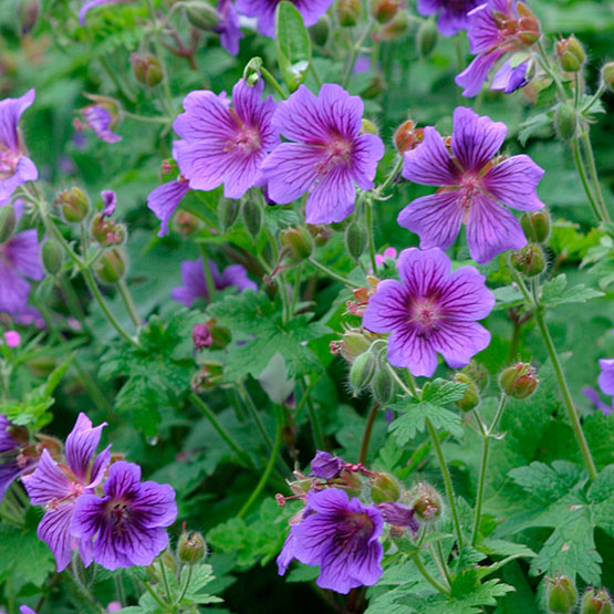 Purple Geraniums