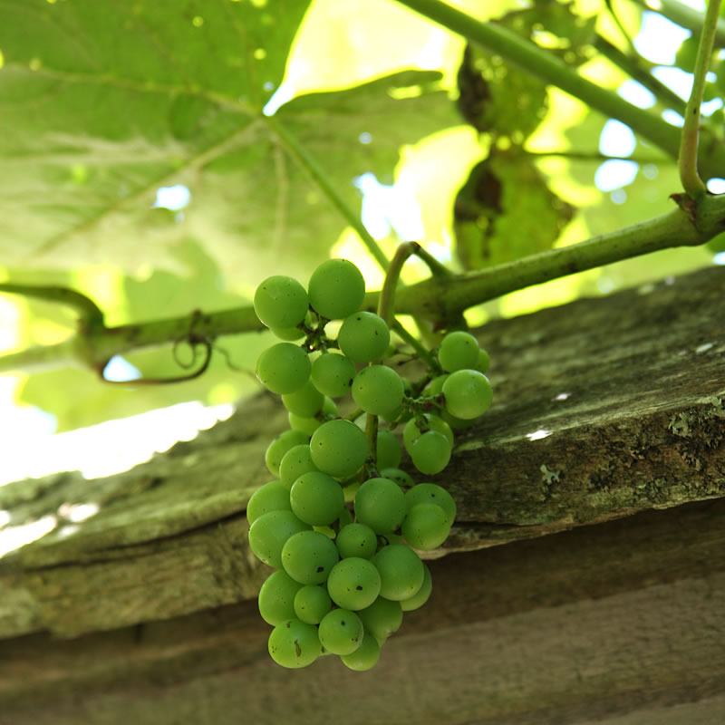 Grapes Garden Xxx Video - Eco-friendly Ways to Control Black Rot on a Grape Plant - FineGardening