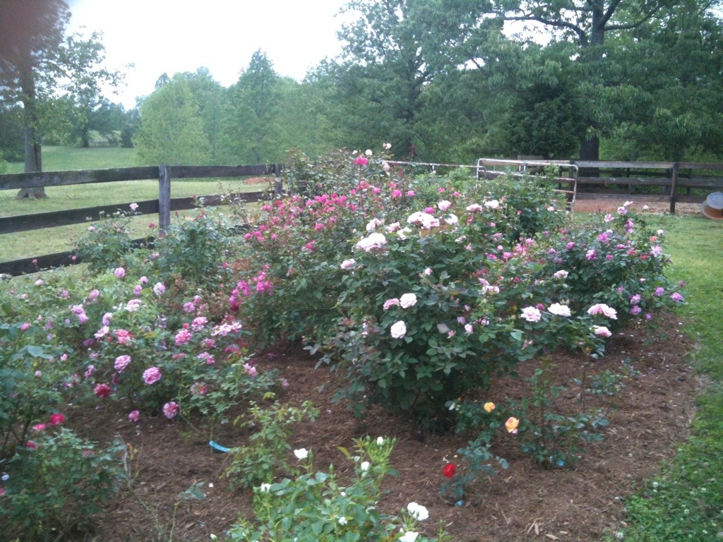 Image of Rose bush fertilized with mushroom compost