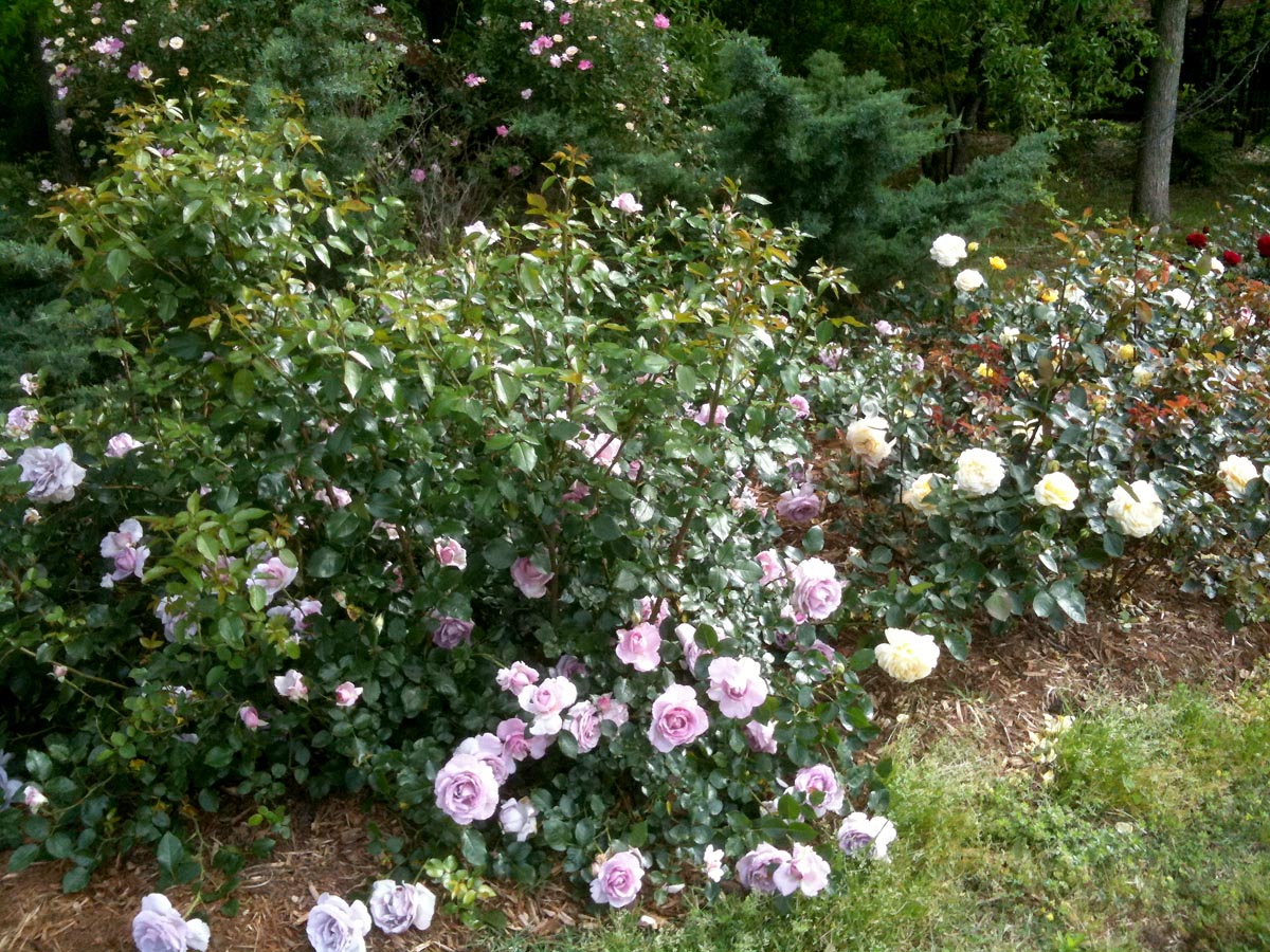 What Is The Proper Spacing When Planting Roses Finegardening