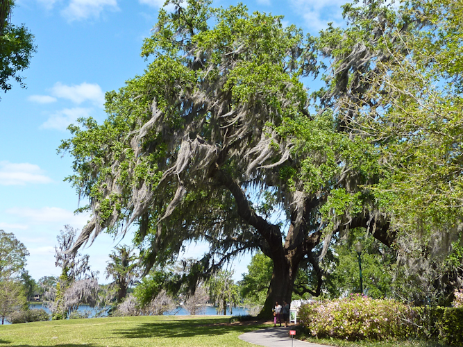 Southern Oak with Spanish moss