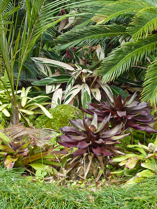 Tropical foliage plants