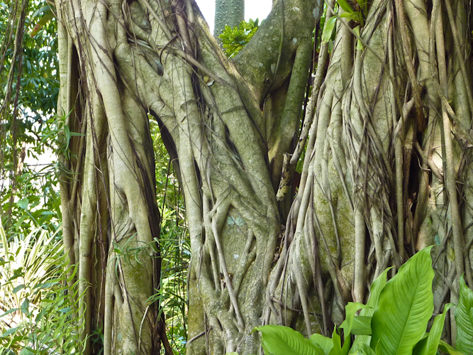 Ficus aerial roots