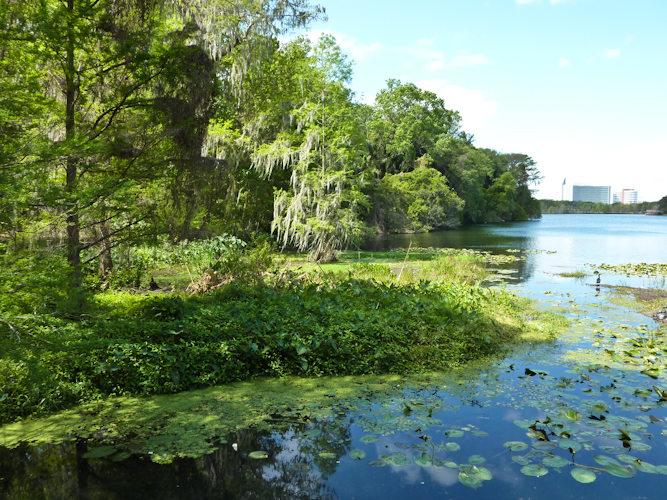 Lake Rowena with bald cypress and water lilies