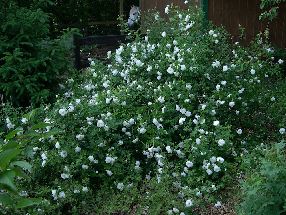 large white mme Plantier rosebush