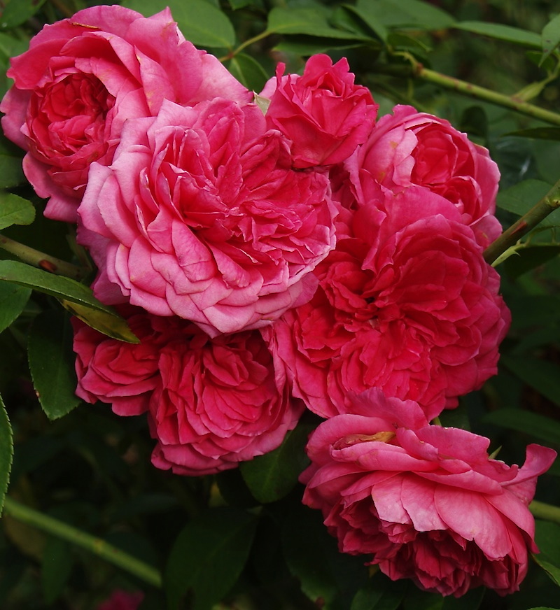 embotellamiento farmacia Siesta Meet The Biltmore Garden Rose Collection - FineGardening