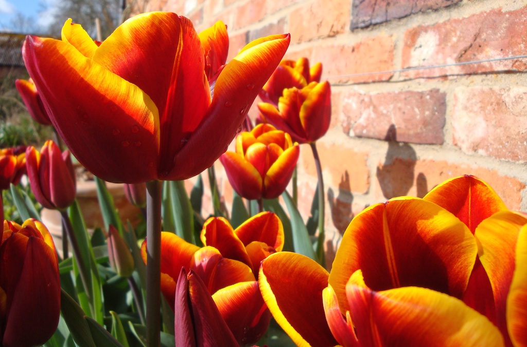 orange colored tulips