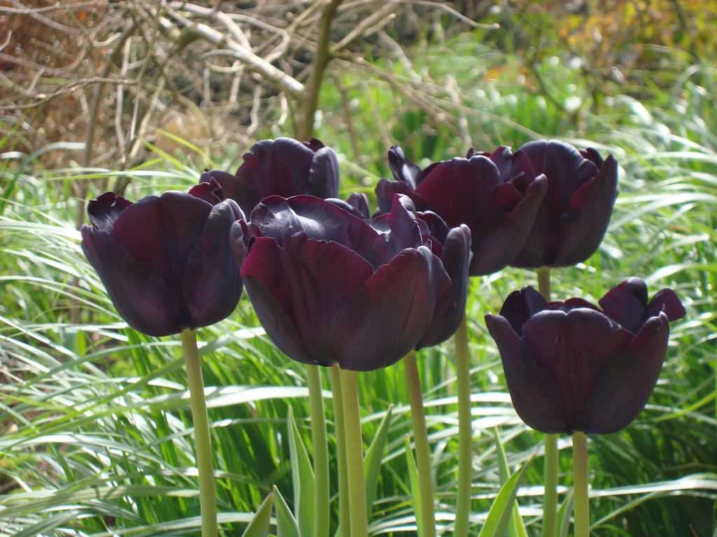 dark colored tulip 