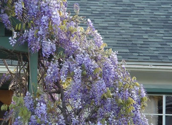 The Wisterian word for the plant meant "vine that has purple flowers that gradually fade to lilac, then white, emitting a subtle fragrance, but attracting bees, so don't put it where people allergic to bees hang out."