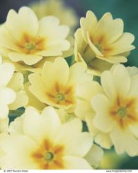 Hose-in-hose primroses are a delightful form of P. vulgaris