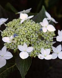 H. macrophylla ‘Lanarth White’