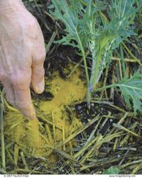 Corn gluten kills weeds below ground.