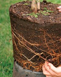 tease roots out before planting