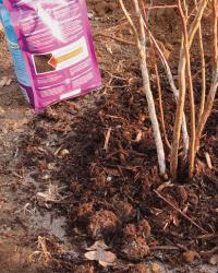 A few weeks after applying mulch, sprinkle a ring of fertilizer around the plant to get it off to the best start.