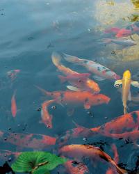 Fish in the water garden