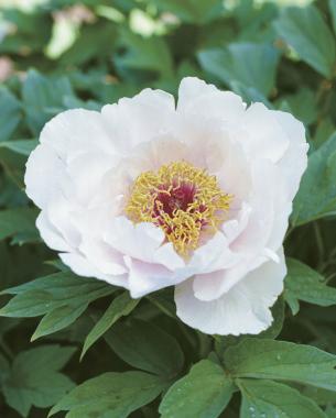 Silk petals are the signature of ‘Embroidered Pink Ball’