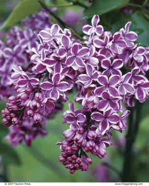 Lilac 'Sensation'