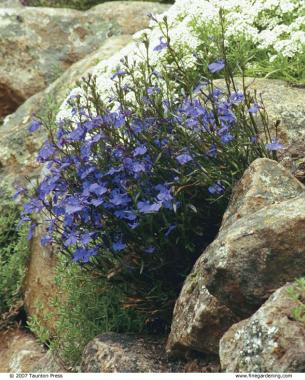 Stone wall with pockets of colorful flowering lobelia.