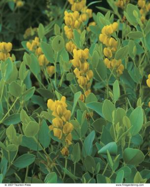 Yellow wild indigo (Baptisia sphaerocarpa ‘Screaming Yellow’)