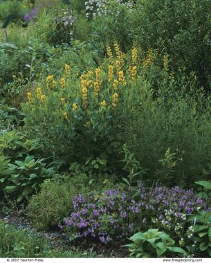 Eye-catching, acid-yellow blooms attract attention wherever yellow wild indigo is planted
