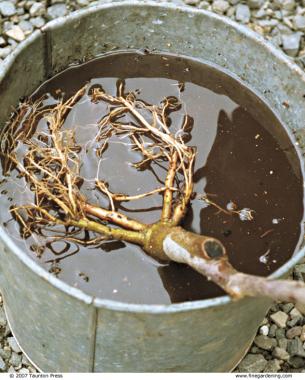 Root ball submerged in a bucket of water