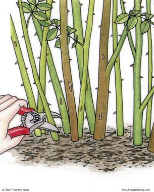illustration of hand pruning canes