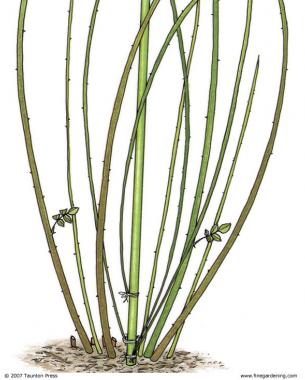 illustration of self-pegging the longest canes, bent back toward the base of the plant and secured to a stake