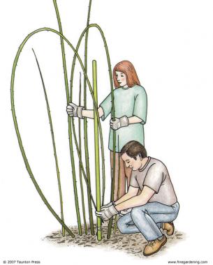 illustration of two people working on pegging the canes for a safer process