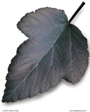 Image of Diablo ninebark leaf