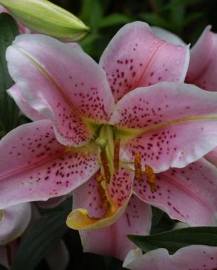 Star Gazer lily