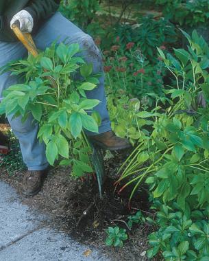 divide perennial plants in cool weather