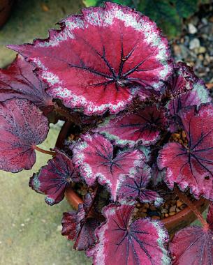 Begonia ‘Stained Glass’
