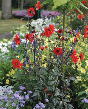 The Best Dahlias For Your Garden Finegardening