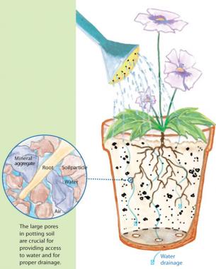 Soil In Containers Should Be A Good Mix Finegardening