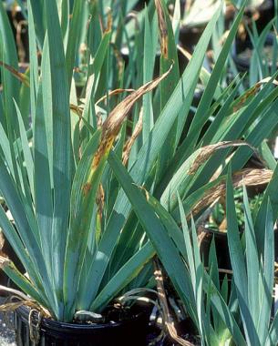 Iris leaf spot