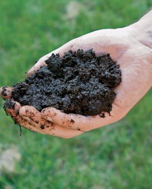 hand holding composted soil