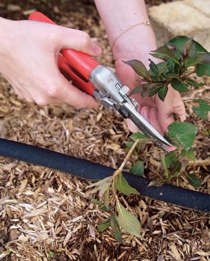 hands pruning plant limb