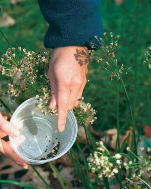 close up of hands harvesting seeds into a seed-collection container