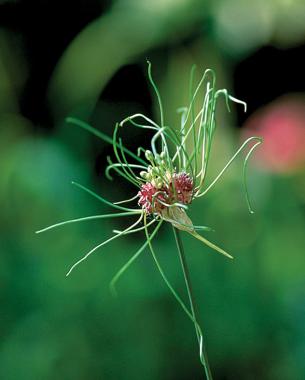 ‘Hair’ allium (Allium ‘Hair’). Photo: Bill Johnson