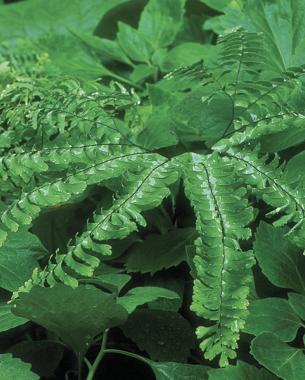 Allegheny spurge ( Pachysandra procumbens ), American maidenhair fern ( Adiantum pedatum )