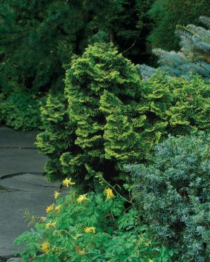 Golden dwarf hinoki cypress, Zones 4–8