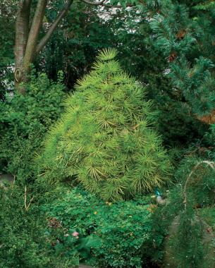 ‘Joe Kozey’ Japanese umbrella pine, Zones 5–9