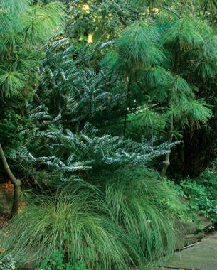 'Silberlocke’ Korean fir, Zones 5–8