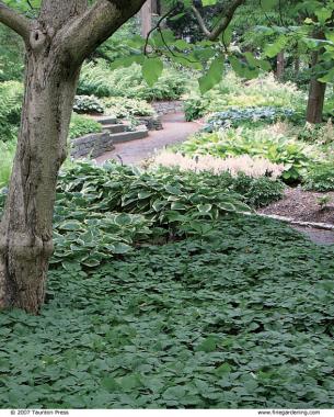 In shady sites, large sweeps of creeping pachysandra (foreground) and clumping hostas (midground) placed together result in a lovely symbiotic planting.