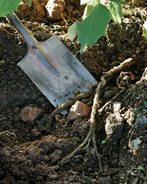 shovel placed next to roots