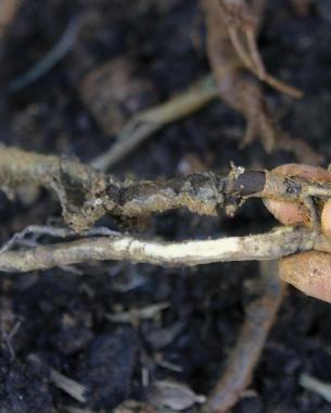 close up of a living and dead root