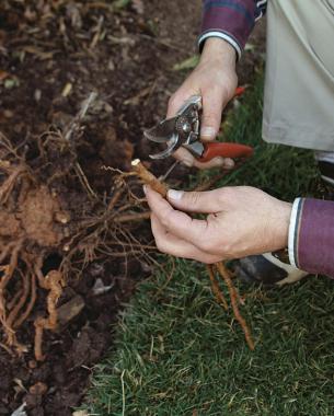 use a sharp pair of pruners to make a straight cut at the end of the root closest to the parent plant.